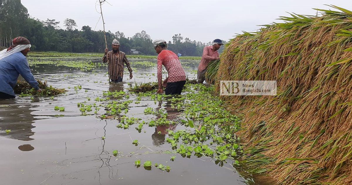 ২ দিনের বৃষ্টিতে ধান নিয়ে বিপাকে কৃষক