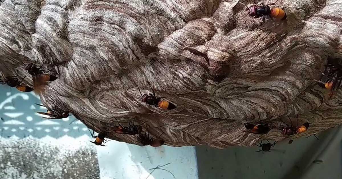 ভিমরুলের বাসায় আগুন দিয়ে পুড়ল নিজের ঘর