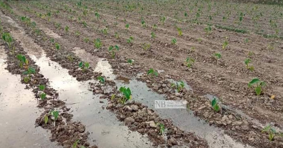 যেভাবে কৃষিকাজে ভাইরাল অধ্যাপক প্রিন্স