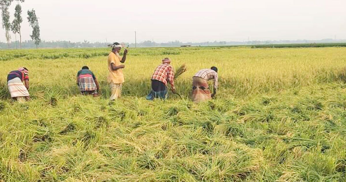 চলনবিলে এক মণ ধানের দামে এক শ্রমিকের মজুরি