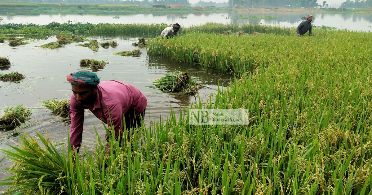 ৭২ ঘণ্টার বৃষ্টিতে ধান ঘরে তোলা নিয়ে দুশ্চিন্তা