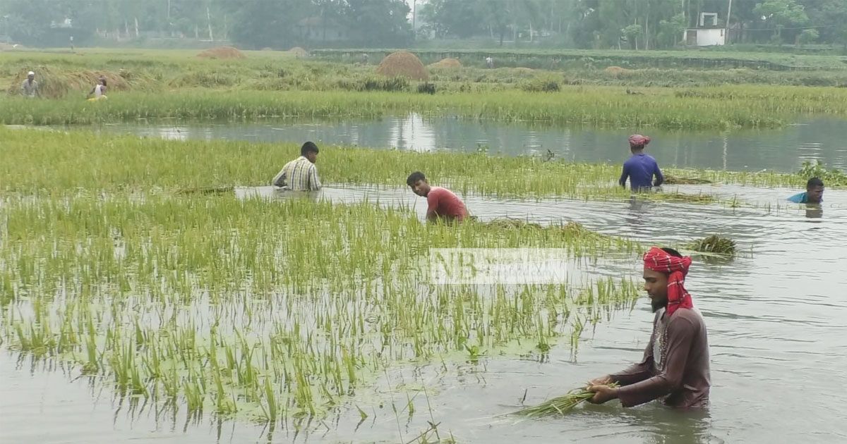 ৭২ ঘণ্টার বৃষ্টিতে ধান ঘরে তোলা নিয়ে দুশ্চিন্তা