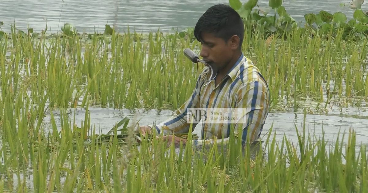 ৭২ ঘণ্টার বৃষ্টিতে ধান ঘরে তোলা নিয়ে দুশ্চিন্তা