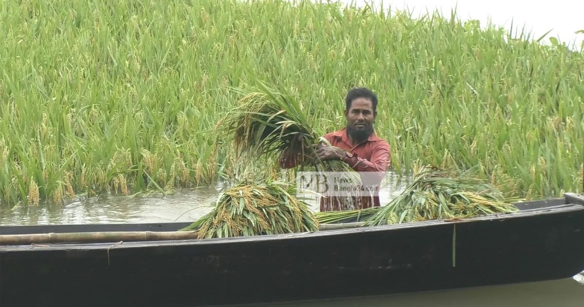 ৭২ ঘণ্টার বৃষ্টিতে ধান ঘরে তোলা নিয়ে দুশ্চিন্তা