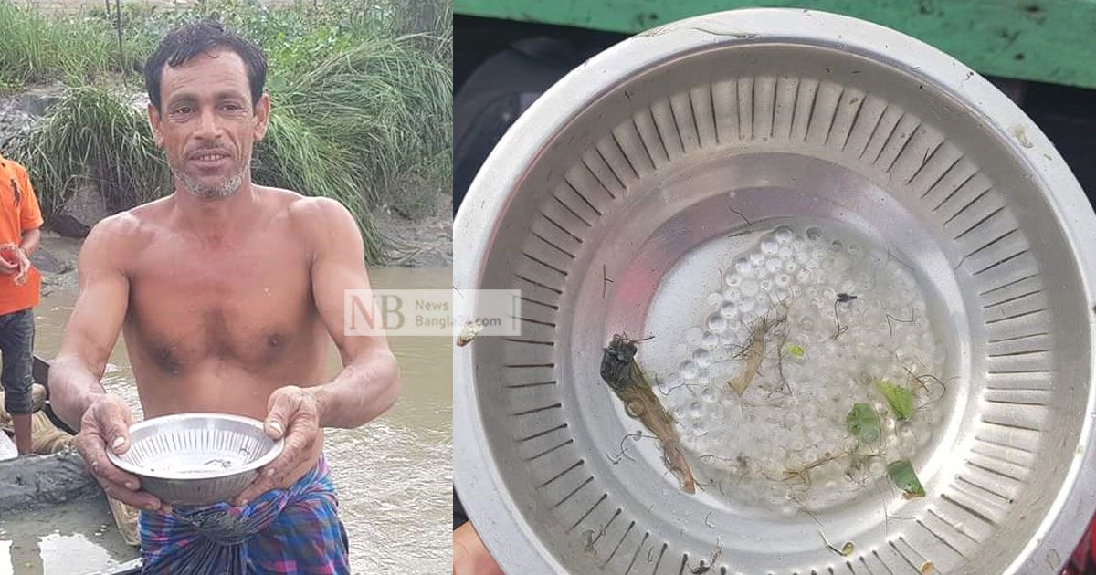 হালদায় মাছের ডিম কম কেন