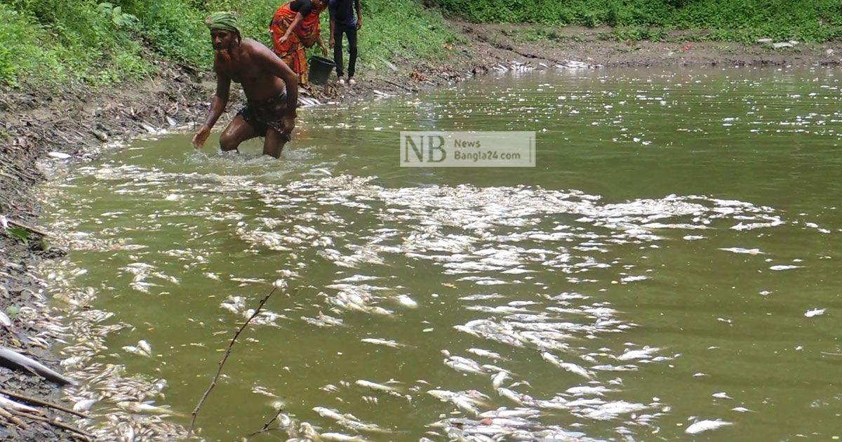 খাবার দিতে গিয়ে দেখেন মাছ সব মরে আছে