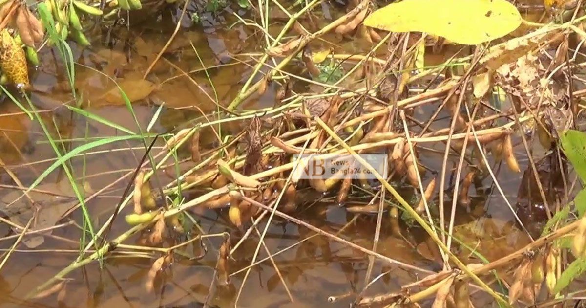 তলিয়ে গেছে ৫ হাজার হেক্টর জমির পাকা সয়াবিন