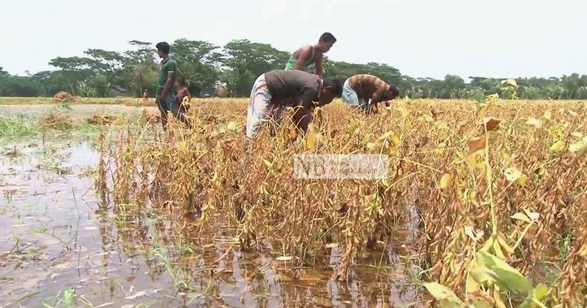 সয়াবিন