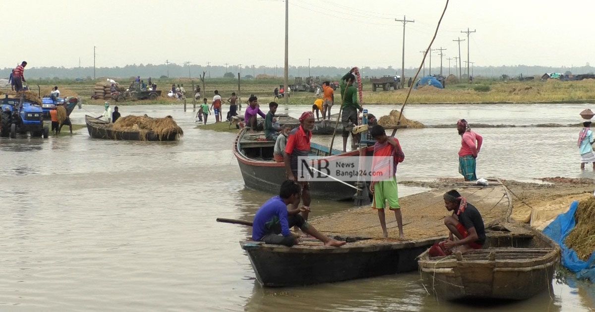 পুনর্ভবায় পানি বৃদ্ধি, ভেসে গেছে কেটে রাখা ধান