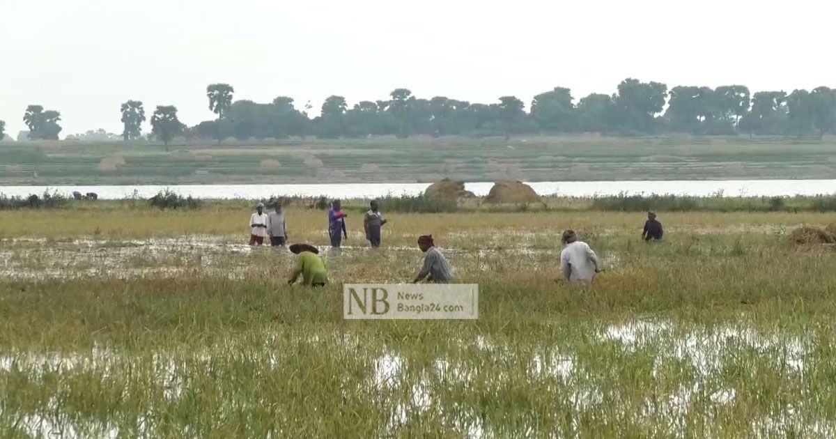 পুনর্ভবায় পানি বৃদ্ধি, ভেসে গেছে কেটে রাখা ধান