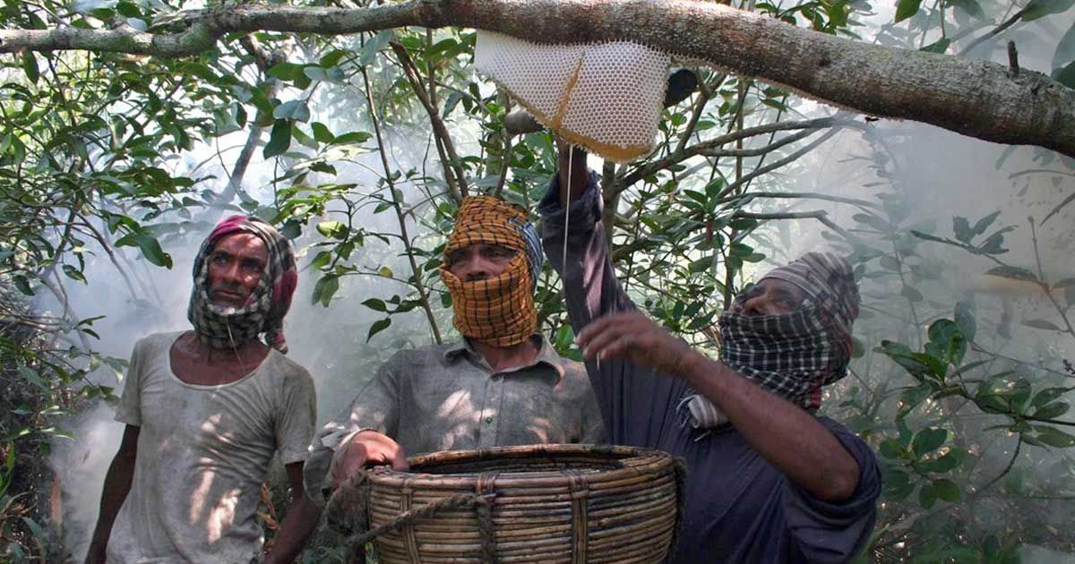 বনজীবীদের সঙ্গে সুন্দরবনে হানি ট্যুরিজমের সুযোগ