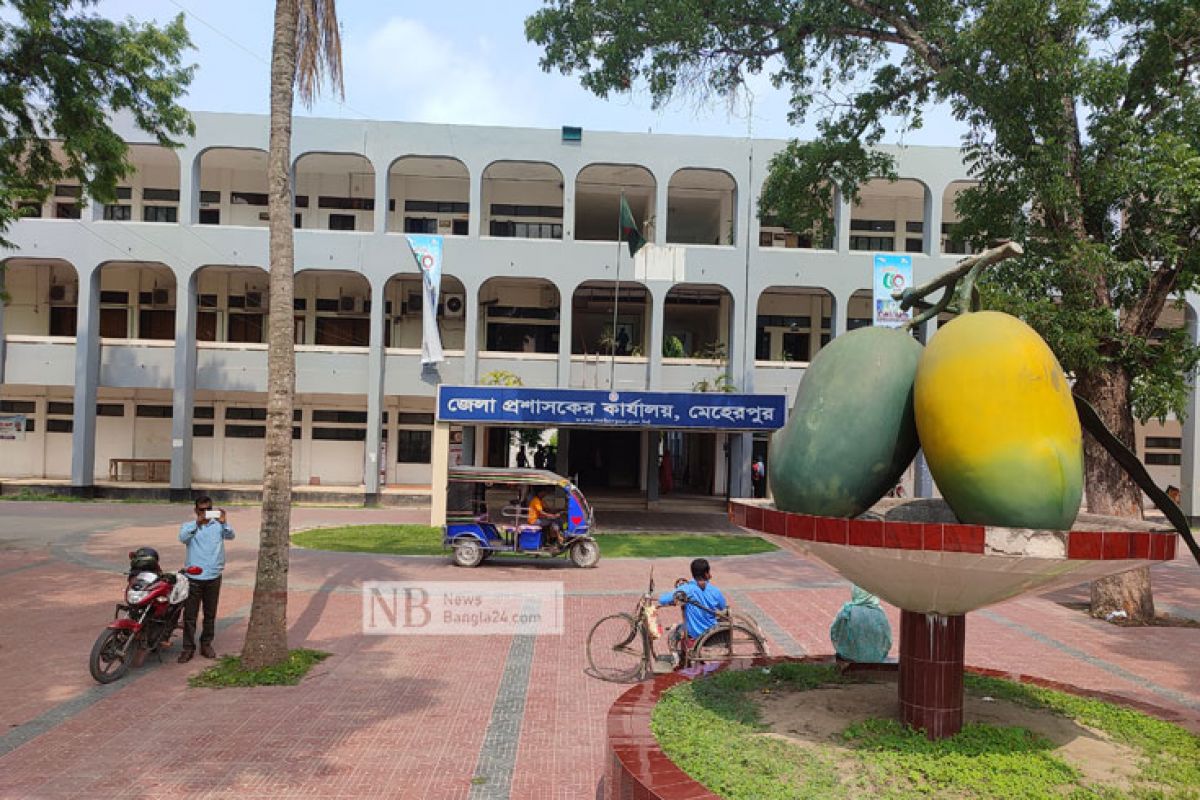 মেহেরপুরে আম পাড়া শুরু ২৫ মে 