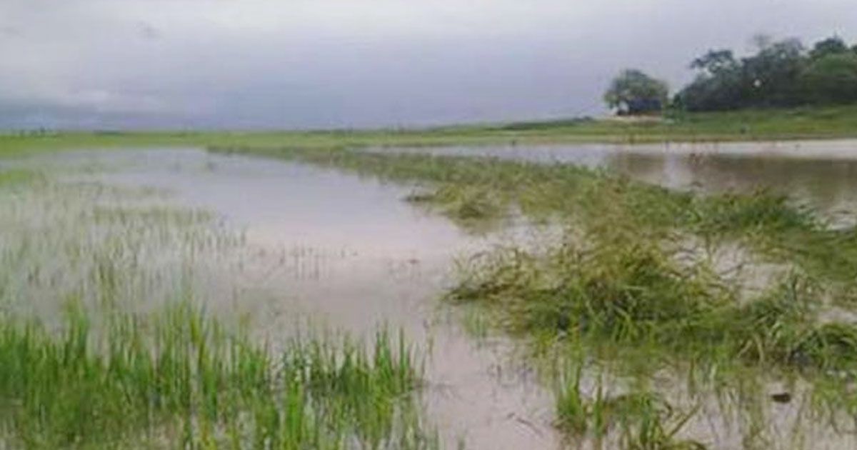 বোরোর-পর-আউশও-যাচ্ছে-জলে