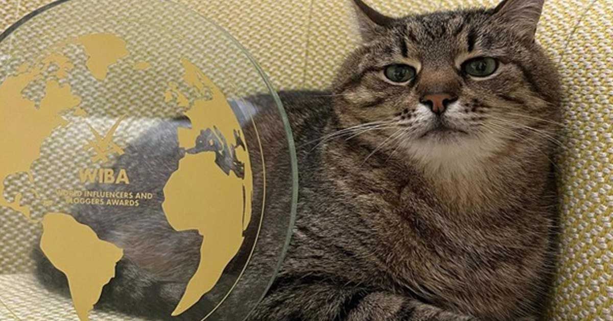The-Ukrainian-cat-won-the-award-by-raising-money-through-blogs