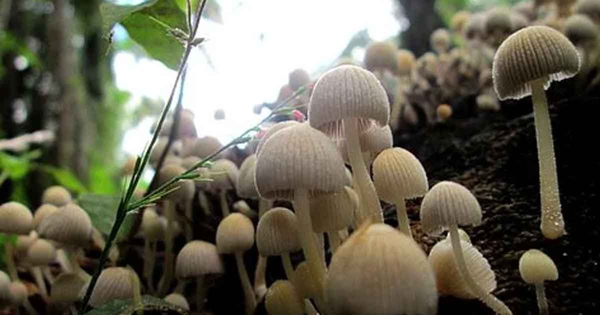 Outbreaks-of-poisonous-mushrooms-in-tea-gardens