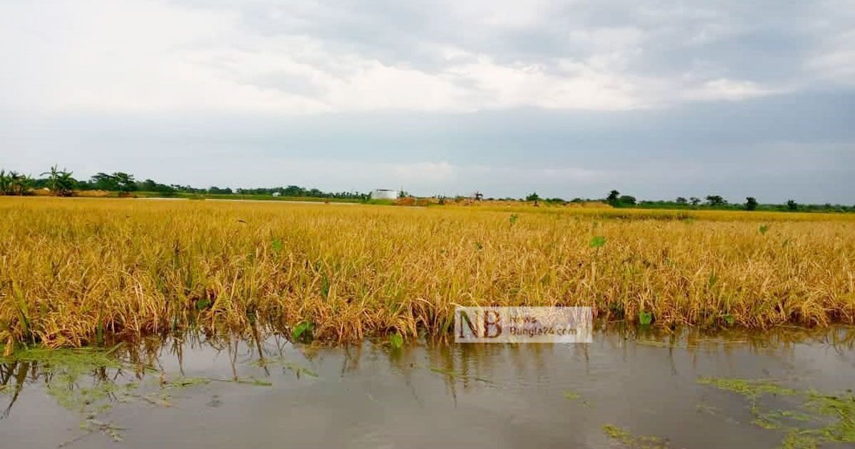 কাটার আগেই ডুবল ৫০০ একর জমির ধান