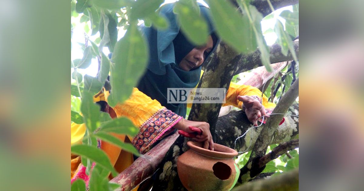 মাটির হাঁড়িতে পাখির বাসা