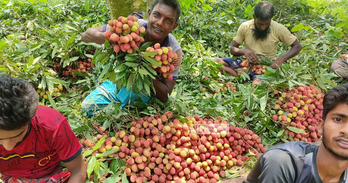 মেহেরপুরে ব‍্যস্ত লিচু চাষিরা