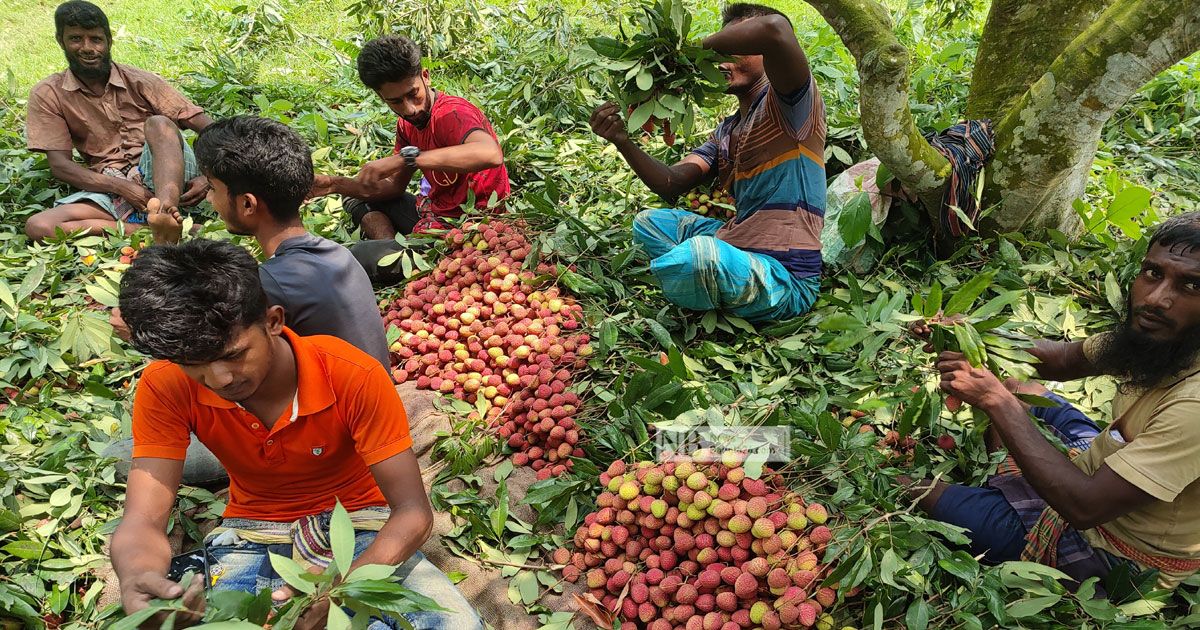 মেহেরপুরে ব‍্যস্ত লিচু চাষিরা