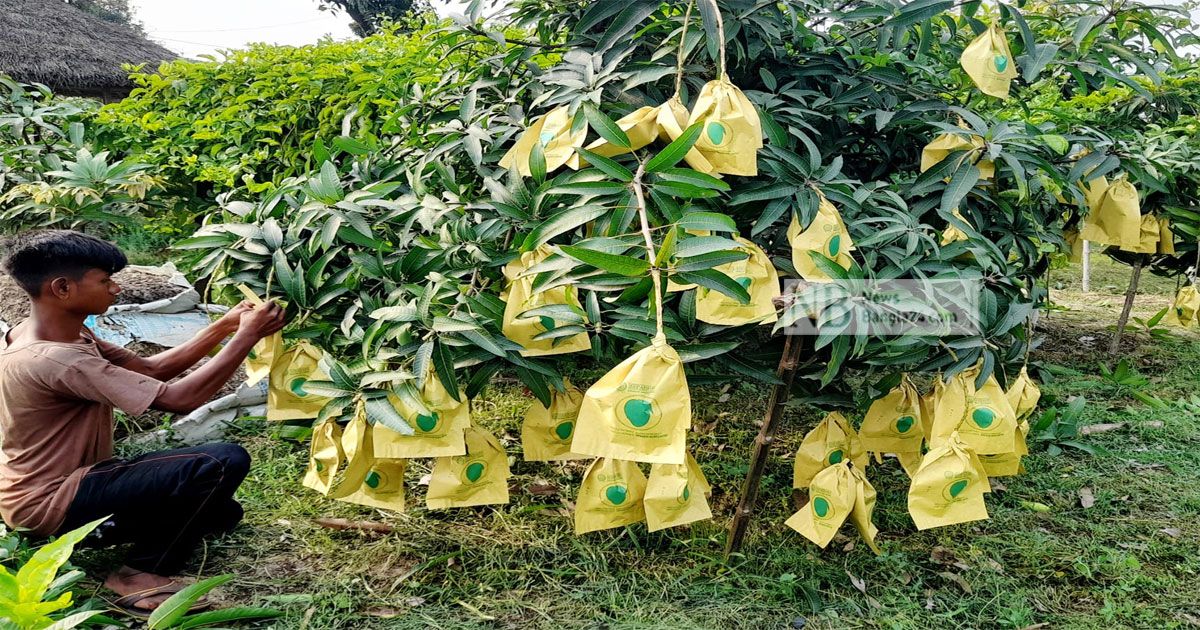 নওগাঁর ১০০ টন আম যাবে বিদেশে