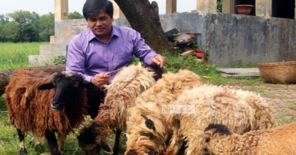 গন্ধহীন ভেড়ার মাংস উৎপাদনে সাফল্য