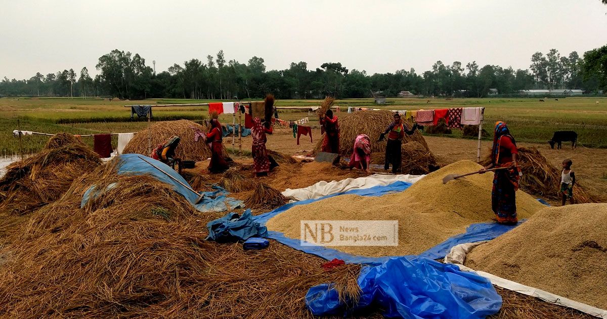 বৃষ্টিতে ধান পানির নিচে, বেড়েছে শ্রমিকের মজুরি