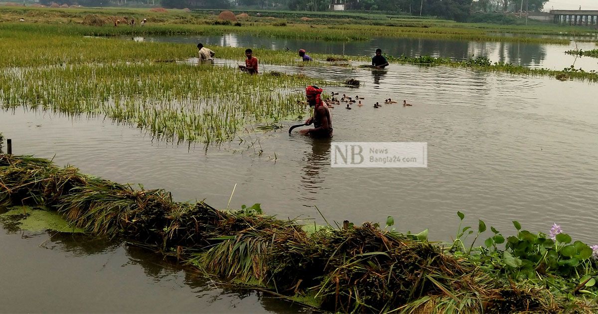 বৃষ্টিতে-ধান-পানির-নিচে-বেড়েছে-শ্রমিকের-মজুরি