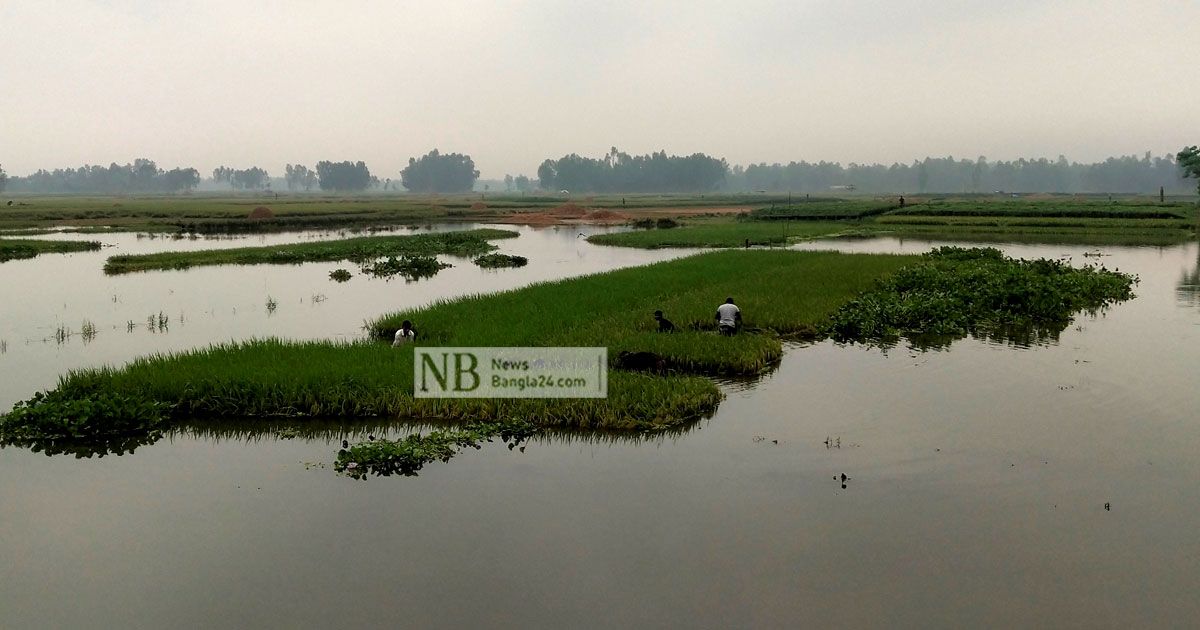 বৃষ্টিতে ধান পানির নিচে, বেড়েছে শ্রমিকের মজুরি