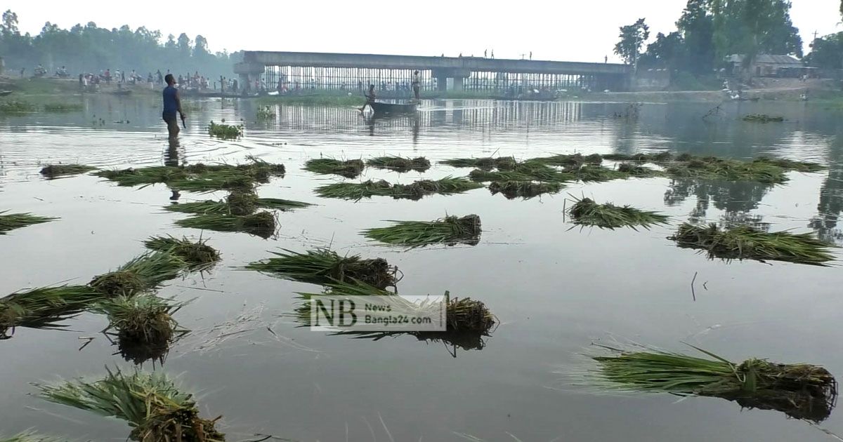 বৃষ্টিতে ধান পানির নিচে, বেড়েছে শ্রমিকের মজুরি