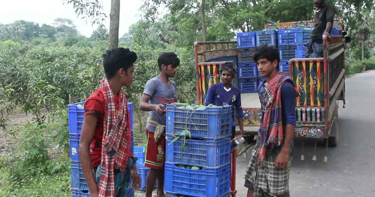 নওগাঁয় শুরু হয়েছে আম নামানোর ‘উৎসব’