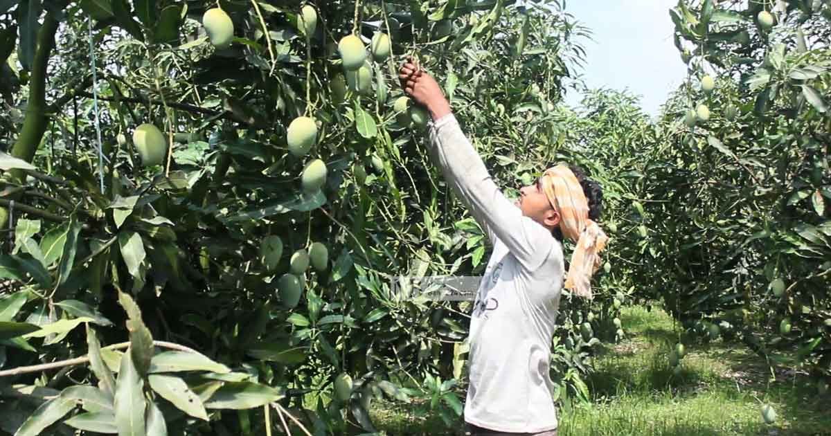 নওগাঁয় শুরু হয়েছে আম নামানোর ‘উৎসব’
