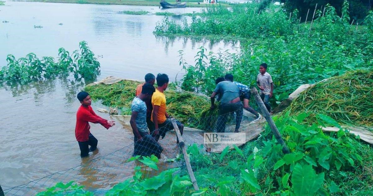 ত্রিমুখী সংকটে দুর্ভোগ বাড়ছে হাওরে