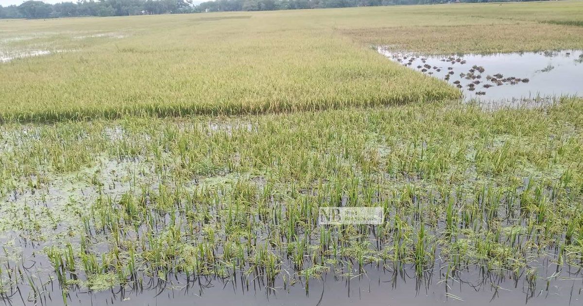 ত্রিমুখী সংকটে দুর্ভোগ বাড়ছে হাওরে