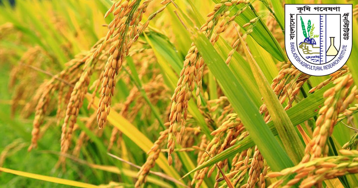 কর্মকর্তা-নিচ্ছে-কৃষি-গবেষণা-ইনস্টিটিউট