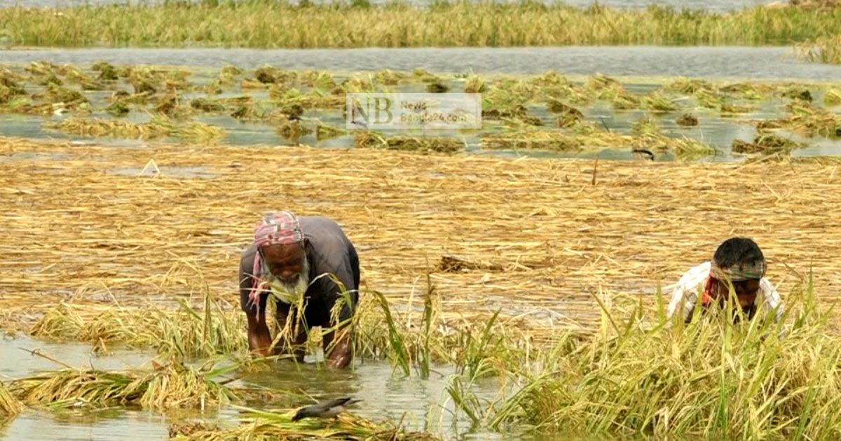 তলিয়ে গেছে হাশেম আলীদের স্বপ্ন