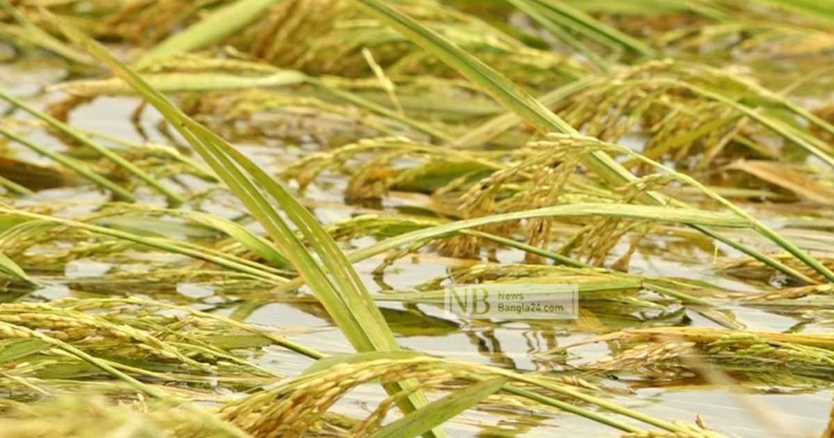 তলিয়ে গেছে হাশেম আলীদের স্বপ্ন