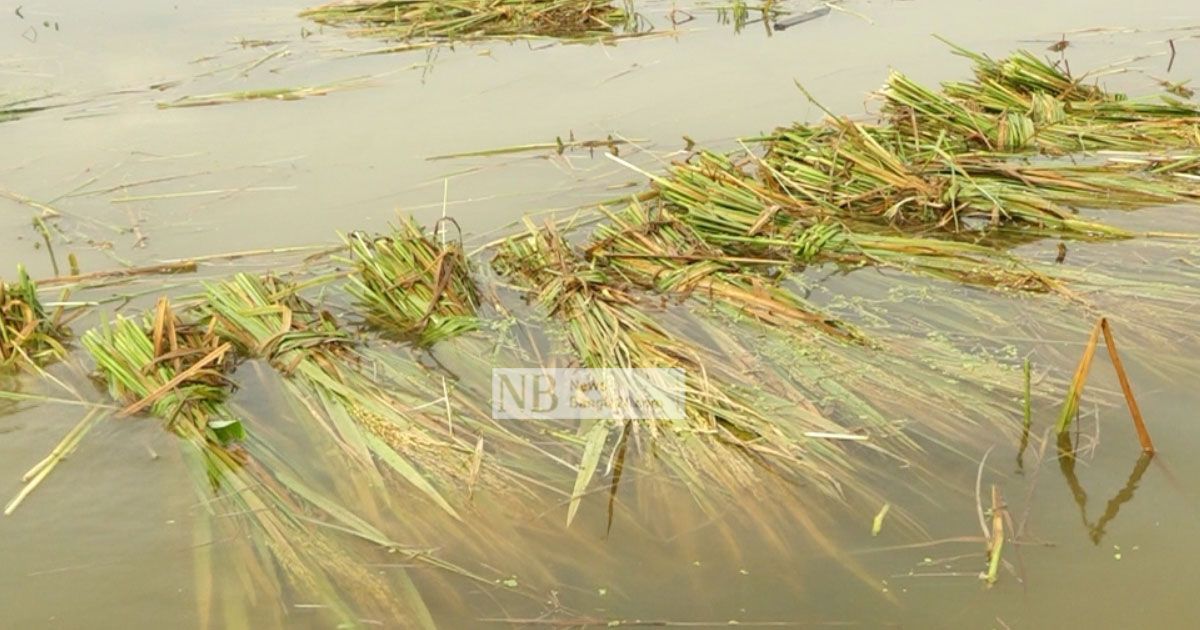 তলিয়ে গেছে হাশেম আলীদের স্বপ্ন