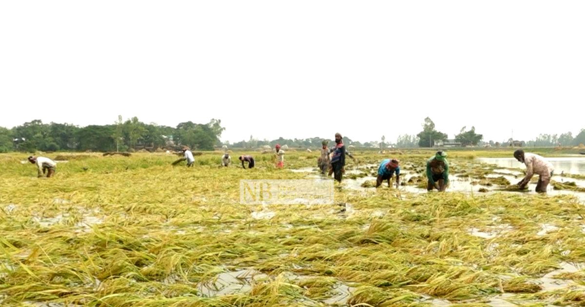 তলিয়ে গেছে হাশেম আলীদের স্বপ্ন