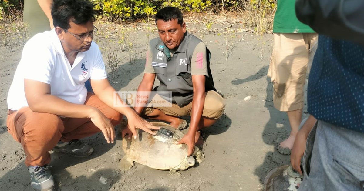 সুন্দরবনে ১২টি ‘বাটাগুর বাসকা’ অবমুক্ত