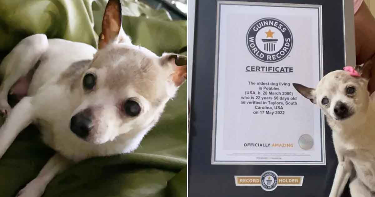 Pebbles-is-the-oldest-dog-in-the-world