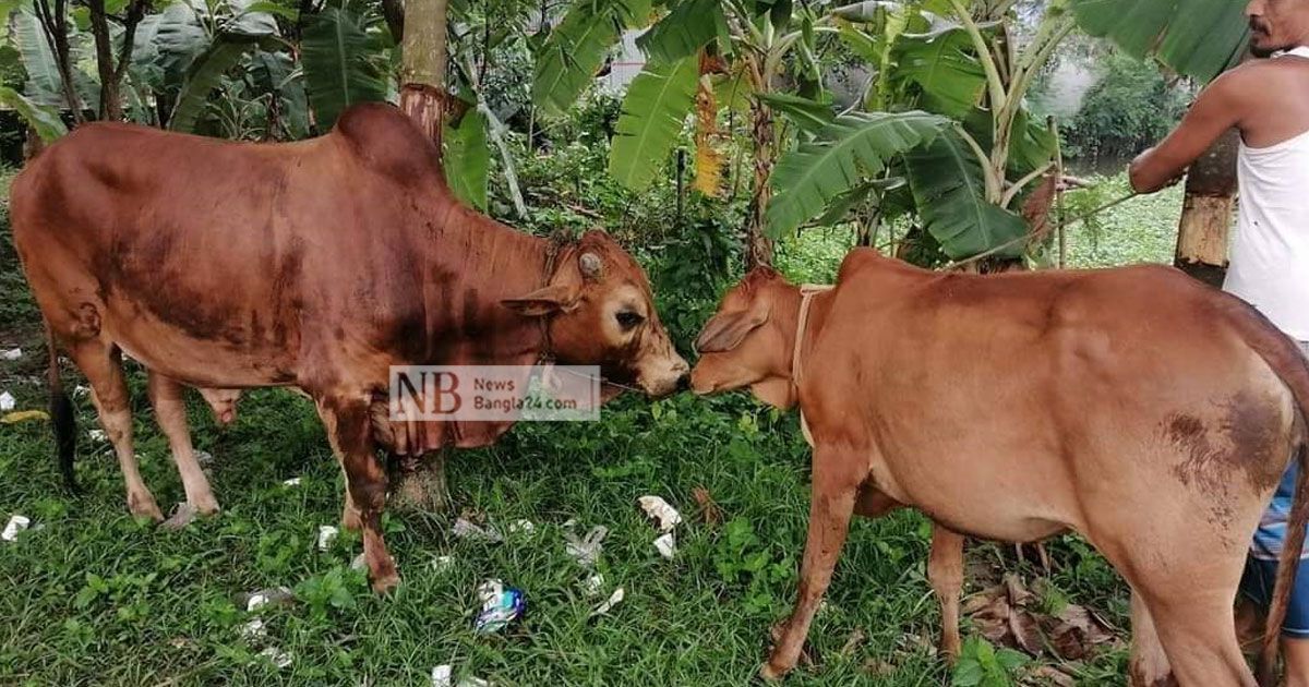 প্রাইভেটকারে গরু চুরি, গাড়ি জব্দ