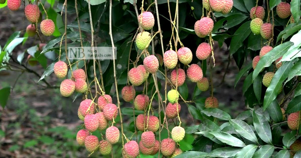লিচুচাষির মুখে হাসি