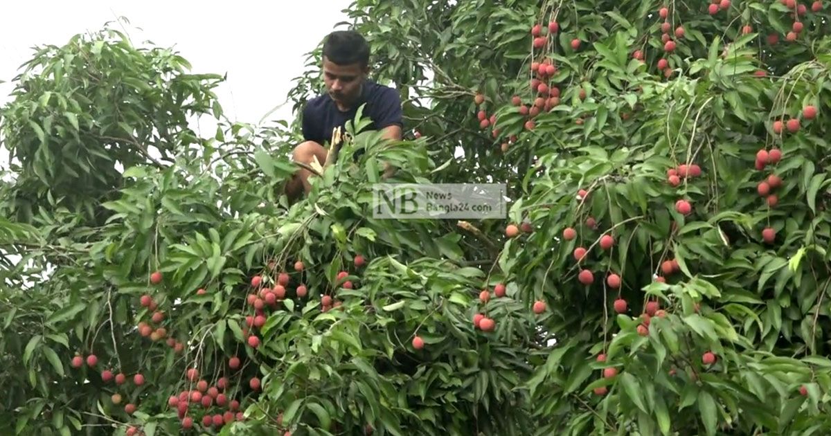 লিচুচাষির মুখে হাসি