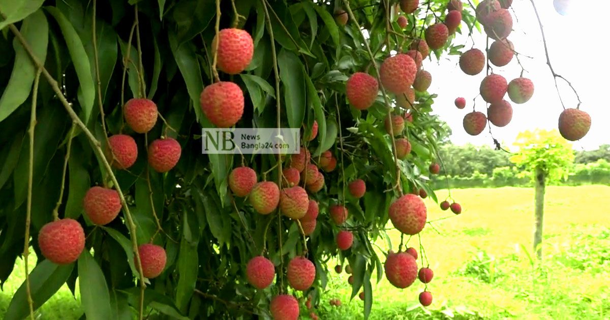 লিচুচাষির মুখে হাসি