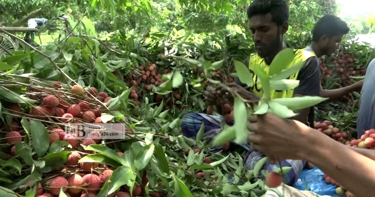 লিচুচাষির মুখে হাসি