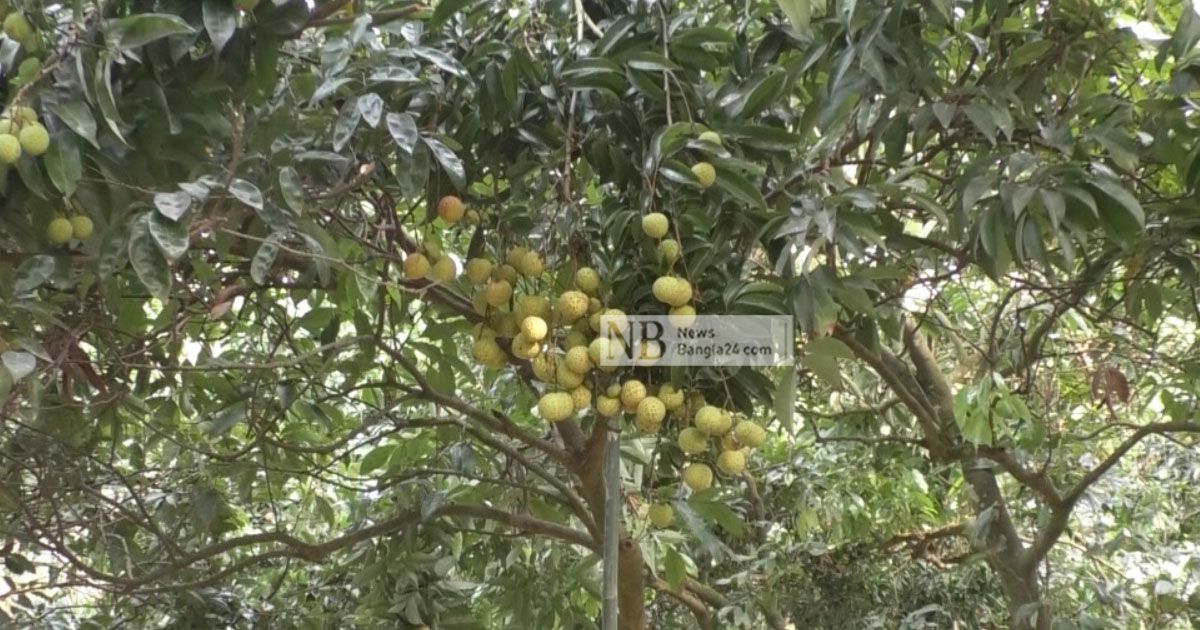জামালপুরে লিচুর ফলনে বিপর্যয়