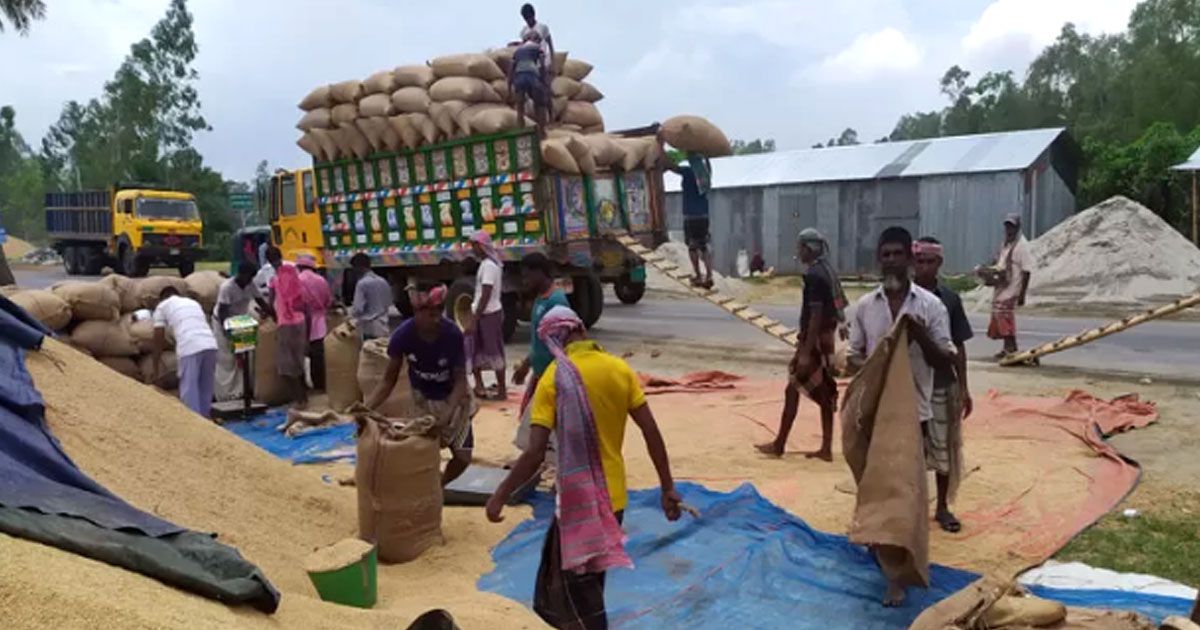 নতুন-ধান-যাচ্ছে-কোথায়-প্রশ্ন-খাদ্যমন্ত্রীর-