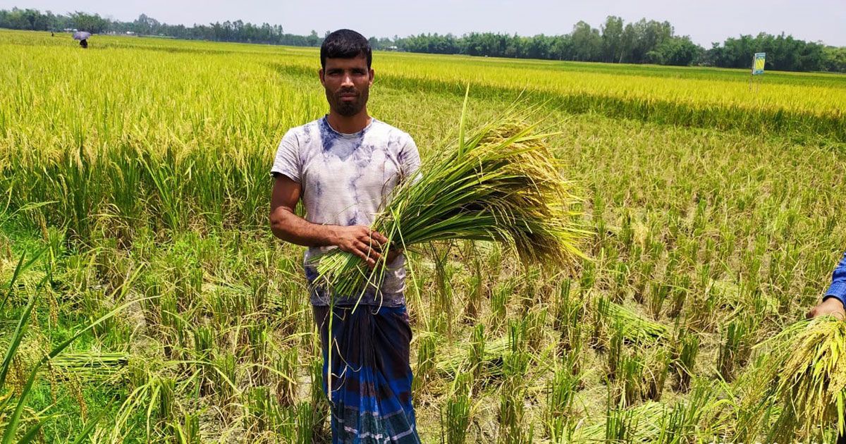 বঙ্গবন্ধু ১০০ ধান: পরীক্ষামূলক চাষেই সফলতা