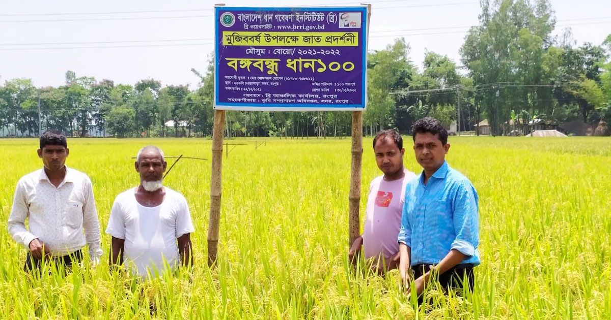 বঙ্গবন্ধু-১০০-ধান-পরীক্ষামূলক-চাষেই-সফলতা