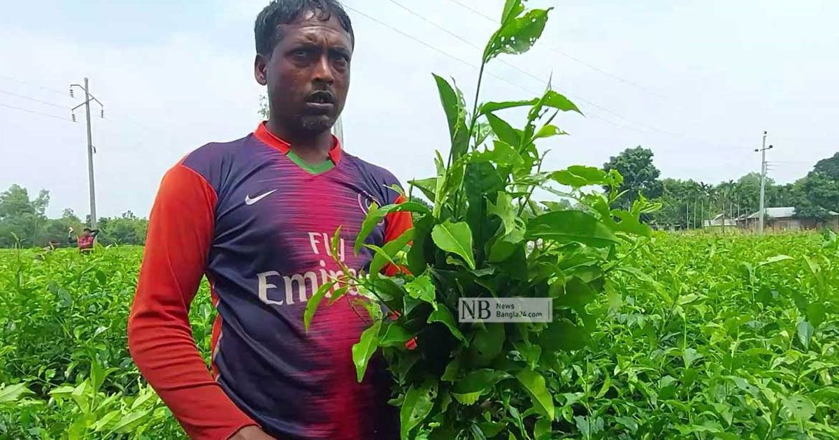 ভুল পাতায় চড়া মাশুল চা চাষির